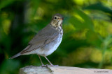 Swainson's Thrush