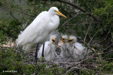 Great Egrets