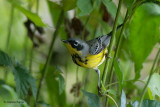 Magnolia Warbler