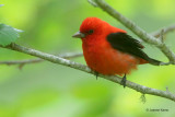 Scarlet Tanager