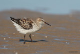 White-rumped Sandpiper