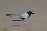 Black Tern