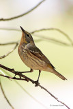 Cape May Warbler