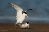 Least Terns - 4. Female Picks Up, Everything ok