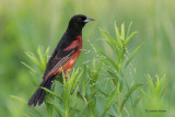 Orchard Oriole
