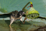 Purple Gallinule - juve eating lotus