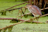Least Bittern with Frog