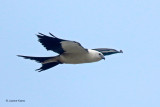 Swallow-tailed Kite juve