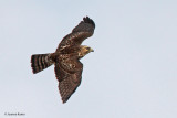 Broad-winged Hawk