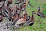 Black-bellied Whistling Ducks in the Rain (one leucistic)