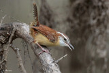 Carolina Wren