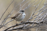 Sagebrush Sparrow