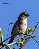 5F1A7743 Sparrow.jpg
