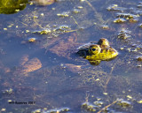 5F1A7768 American Bullfrog.jpg