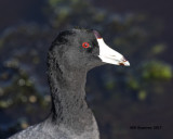 5F1A7785 American Coot.jpg
