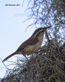 5F1A7832 small Wren.jpg