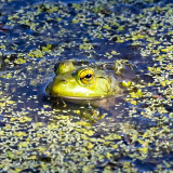 5F1A7848 American Bullfrog.jpg