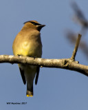 5F1A7886 Cedar Waxwing.jpg