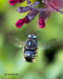 5F1A8374  Xylocopa tabaniformis parkinsoniae.jpg