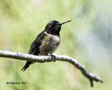 5F1A8479 Ruby-throated Hummingbird.jpg