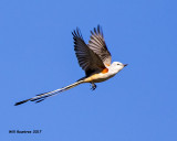 5F1A8573 Scissor-tailed Flycatcher.jpg