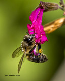 5F1A9588 European Honey Bee.jpg