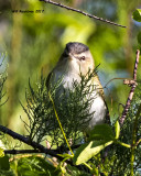 5F1A9769 Red-eyed Vireo.jpg