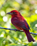 5F1A9969 Summer Tanager.jpg