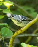 5F1A0114 Cerulean Warbler f LC.jpg