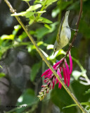 5F1A0366 Tennessee Warbler LC.jpg