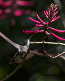 5F1A0512 Ruby-throated Hummingbird LC.jpg