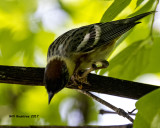 5F1A0598 Bay-breasted Warbler LC.jpg