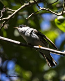 5F1A0847 Blackpoll Warbler.jpg