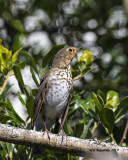 5F1A0966 Swainsons Thrush LC.jpg