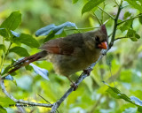 5F1A1120 Northern Cardinal f Q.jpg