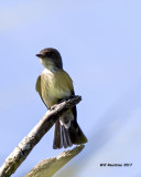 5F1A1236 Olive-sided Flycatcher DVM.jpg
