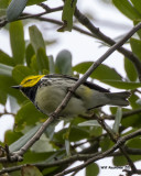 5F1A1705 Black-throated Green Warbler LC.jpg