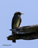 5F1A2210 Eastern Wood Peewee.jpg