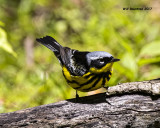 5F1A2274 Magnolia Warbler LC.jpg