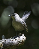 5F1A2284 Gray Catbird LC.jpg