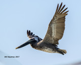 5F1A2601 Brown Pelican.jpg