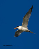 5F1A2605 Royal Tern GF.jpg