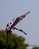 5F1A2695 Roseate Spoonbill SO.jpg