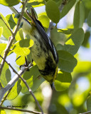 5F1A2226 Black-throated Green Warbler.jpg
