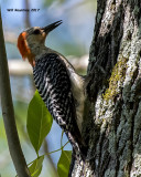 5F1A2806 Red-bellied Woodpecker.jpg