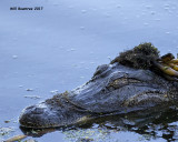 5F1A2826 American Alligator.jpg