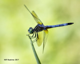 5F1A3737 Blue Dasher.jpg