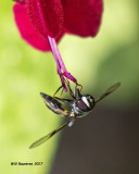 5F1A3775 Wasp or fly.jpg