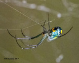 5F1A4116 Orchard web-weaver.jpg