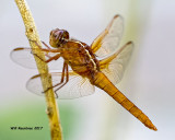 5F1A4165 Neon Skimmer F.jpg